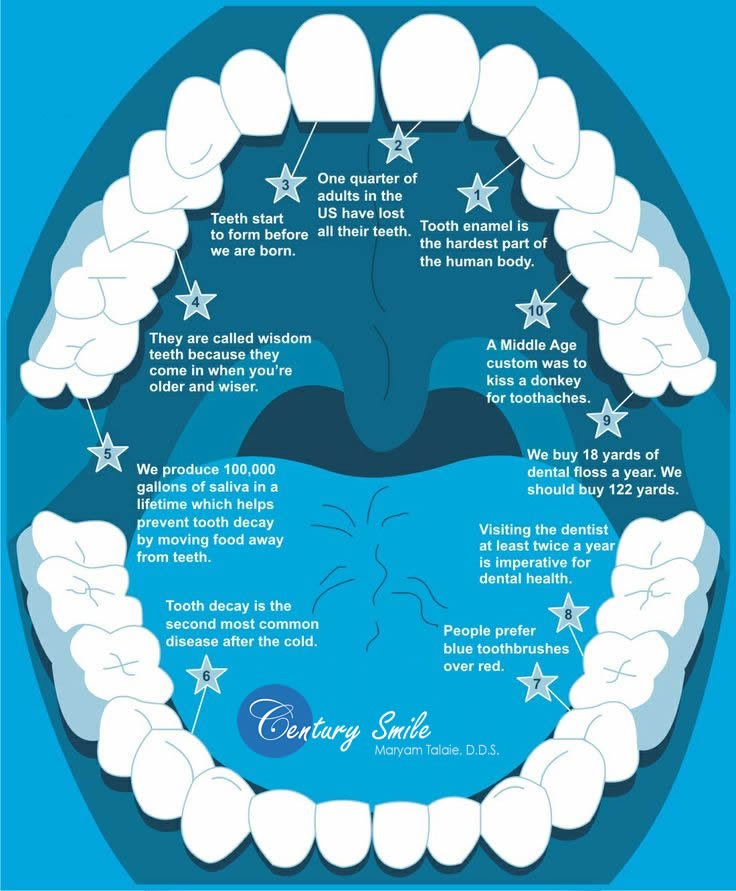 Interesting Dental Facts | Century Smile | Culver City Dental