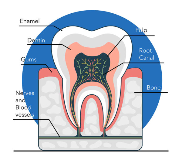Zoomed In Tooth Zoom Teeth Whitening - Century Smile Dental - Culver City CA